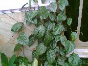 verde escuro Celebes Pepper, Magnificent Pepper Plantas de interior foto