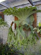 葱绿 鹿角蕨，elkhorns 室内植物 照片