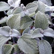 сріблястий Плектрантус Домашні рослини фото