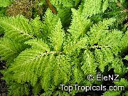 svetlo zelena Vrsta Selaginella Sobne Rastline fotografija