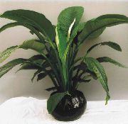 zielony Spathiphyllum Rośliny domowe zdjęcie