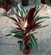 trawiaste Stromante, Rośliny domowe zdjęcie