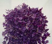 фіолетовий Традесканція Домашні рослини фото