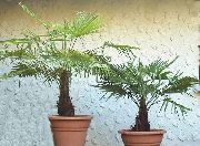 tree Fortunei Palm, Indoor plants photo