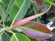 strom Figa, Izbové Rastliny fotografie