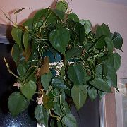 zielony Philodendron Winorośli Rośliny domowe zdjęcie