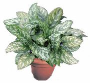 planta herbácea Aglaonema, Silver Evergreen, Plantas de interior foto