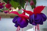 深蓝 紫红色 盆花 照片