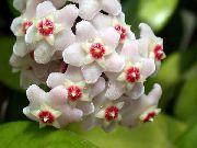 beyaz Hoya, Gelin Buketi, Madagaskar Yasemini, Mum Çiçeği, Çelenk Çiçek, Floradora, Hawaii Düğün Çiçeği  fotoğraf