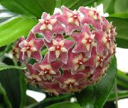 pembe Hoya, Gelin Buketi, Madagaskar Yasemini, Mum Çiçeği, Çelenk Çiçek, Floradora, Hawaii Düğün Çiçeği  fotoğraf