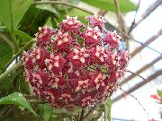 claret Hoya, Brudebukett, Madagaskar Jasmin, Voks Blomst, Krans Blomst, Floradora, Hawaiisk Bryllup Blomster  bilde