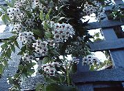 zdjęcie biały Kryte kwiaty Hoya
