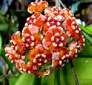 fotoğraf turuncu  Hoya, Gelin Buketi, Madagaskar Yasemini, Mum Çiçeği, Çelenk Çiçek, Floradora, Hawaii Düğün Çiçeği