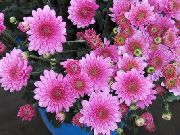    ,  ,  - Chrysanthemum