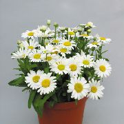 biały Chryzantema Kryte kwiaty zdjęcie