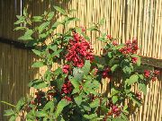 kırmızı Cestrum Kapalı çiçek fotoğraf