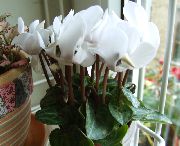 zdjęcie biały Kryte kwiaty Cyklamen