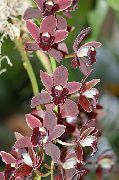 punaviini Cymbidium Sisäilman kukkia kuva