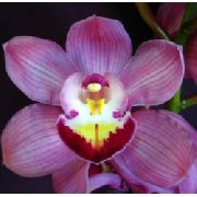    ,  , Cymbidium Orchids Burgundy Lip Belladonna