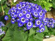 zdjęcie niebieski Kryte kwiaty Krwawa Cineraria (Senecio)