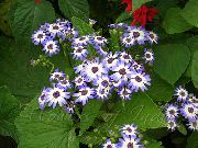 светло синьо Цинерария Cruenta Стайни цветя снимка