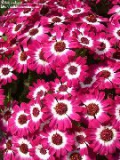 zdjęcie różowy Kryte kwiaty Krwawa Cineraria (Senecio)