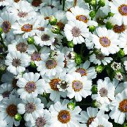 biały Krwawa Cineraria (Senecio) Kryte kwiaty zdjęcie