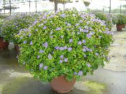 светло синьо Персийски Виолетово Стайни цветя снимка