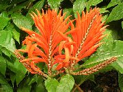 orange Sebra Plante, Oransje Reker Anlegg Innendørs blomster bilde