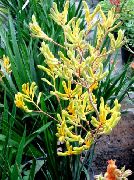 żółty Anigozanthos Kryte kwiaty zdjęcie