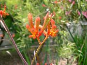 pomarańczowy Anigozanthos Kryte kwiaty zdjęcie