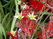 czerwony Anigozanthos Kryte kwiaty zdjęcie