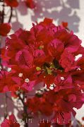 czerwony Bugenwilli (Areca) Kryte kwiaty zdjęcie