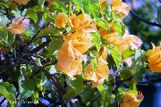 żółty Bugenwilli (Areca) Kryte kwiaty zdjęcie