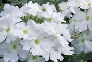 biały Werbena Kryte kwiaty zdjęcie