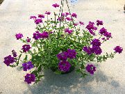 purpurne Verbena Sise lilled foto