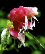 fotografija bela Sobne Cvetje Rdeče Kozice Rastlin