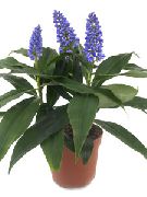 fotoğraf lacivert Kapalı çiçek Mavi Zencefil