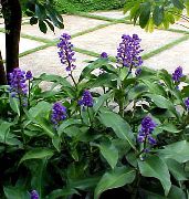 zdjęcie niebieski Kryte kwiaty Dihorizandra