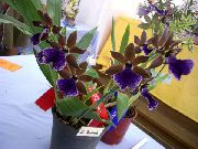 modrý Zygopetalum Pokojové květiny fotografie