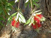 czerwony Callistemon (Krasnotychinnik) Kryte kwiaty zdjęcie