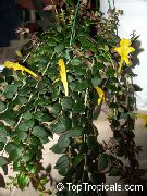 fotoğraf sarı Kapalı çiçek Columnea, Norse Yangın Bitki, Akvaryum Balığı Asma