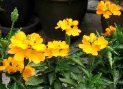 żółty Crossandra Kryte kwiaty zdjęcie