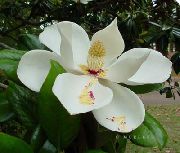 biały Magnolia Kryte kwiaty zdjęcie