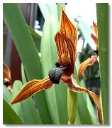 turuncu Hindistan Cevizi Pasta Orkide Kapalı çiçek fotoğraf