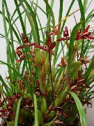 koyu kırmızı Hindistan Cevizi Pasta Orkide Kapalı çiçek fotoğraf
