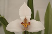 beyaz Hindistan Cevizi Pasta Orkide Kapalı çiçek fotoğraf