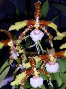 褐色 虎兰，谷兰百合 盆花 照片