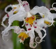 zdjęcie biały Kryte kwiaty Odontoglossum