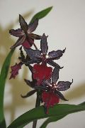 fotoğraf koyu kırmızı Kapalı çiçek Kaplan Orkide, Vadi Orkide Zambak
